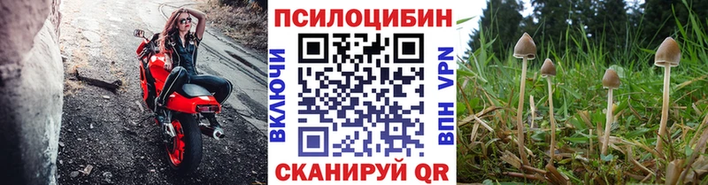 Галлюциногенные грибы Psilocybe  где купить   Кольчугино 